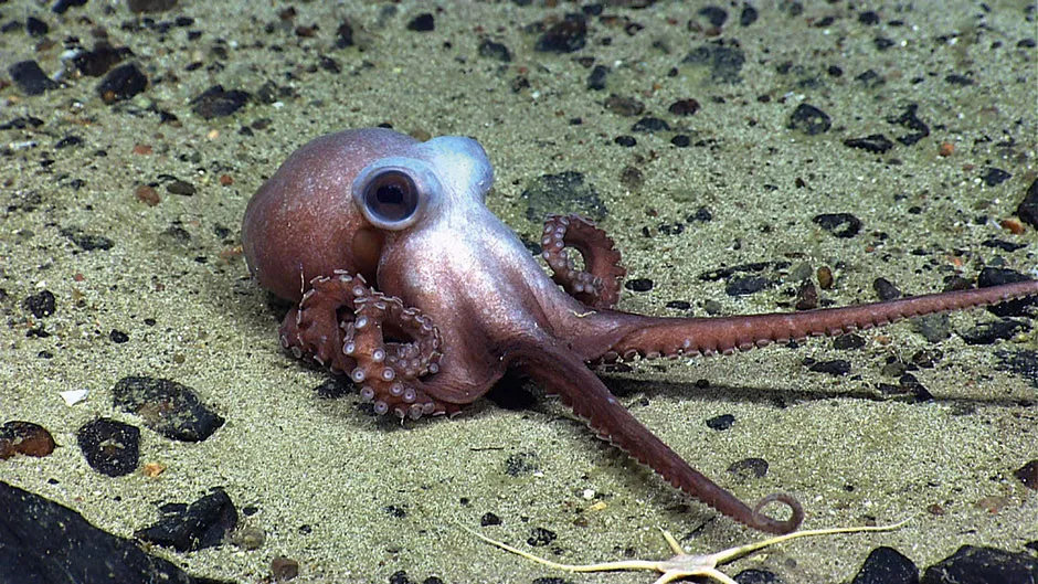 A young octopus stretches out on the Physalia Seamount off the northeast coast of America © Alamy