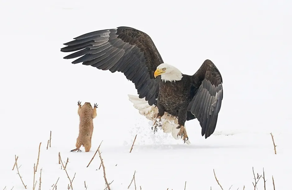 The Comedy Wildlife Photography Awards 2021 Arthur Trevino Longmont United States Phone: Email: Title: Bald Eagle Gets A Surprise! Description: When this Bald Eagle missed on its attempt to grab this prairie dog, the prairie dog jumped towards the eagle and startled it long enough to escape to a nearby burrow. A real David vs Goliath story! Animal: Bald Eagle Location of shot: Hygiene, CO.