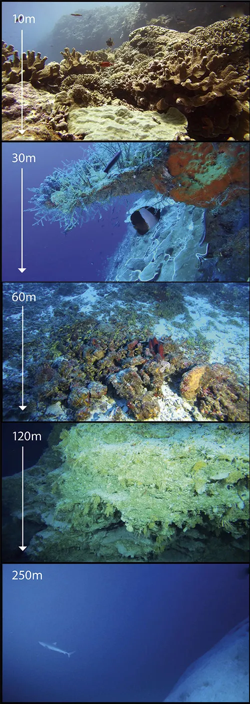 A 2019 Nekton expedition caught these images while descending a seamount near the Astove Atoll, in the Seychelles © Nekton