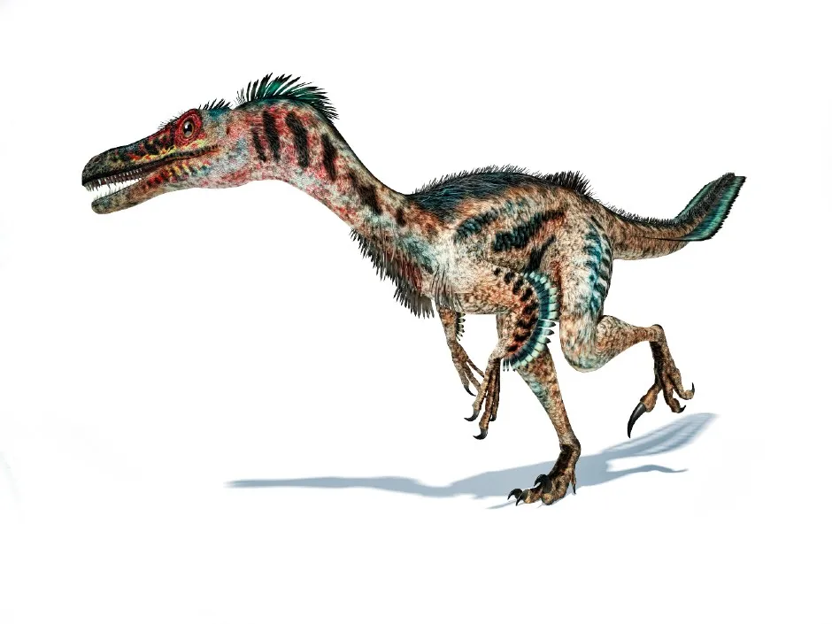 Feathered velociraptor