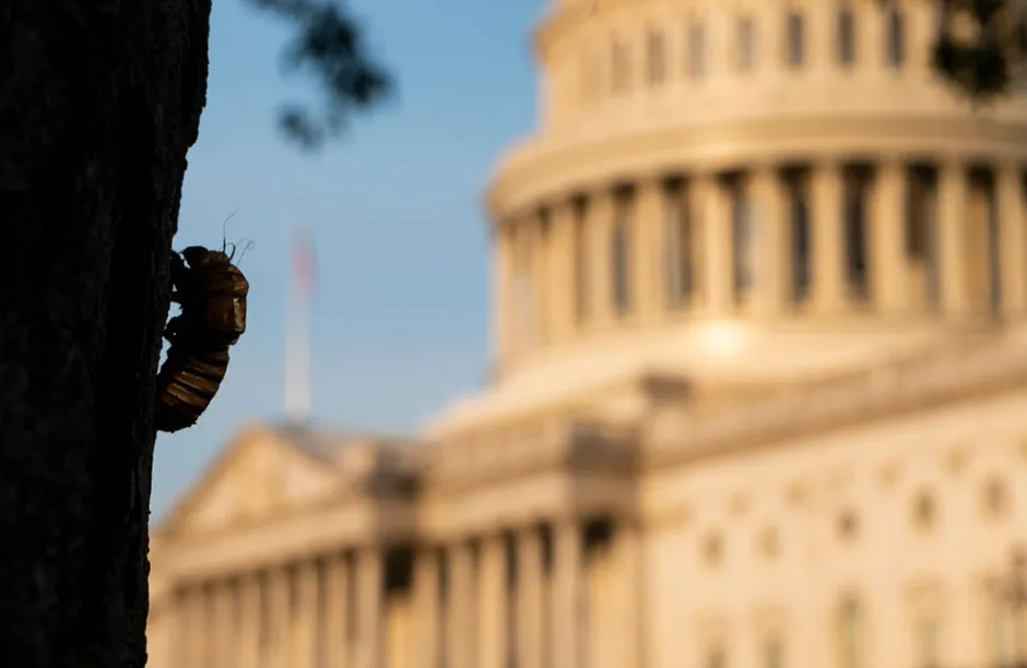 UNITED STATES - MAY 16: The empty shell of a cicada clings to the side of a tree at the U.S. Capitol in Washington on Sunday morning, May 16, 2021. Billions of Brood X cicadas have begun to emerge after living underground for 17 years. (Photo by Bill Clark/CQ-Roll Call, Inc via Getty Images)