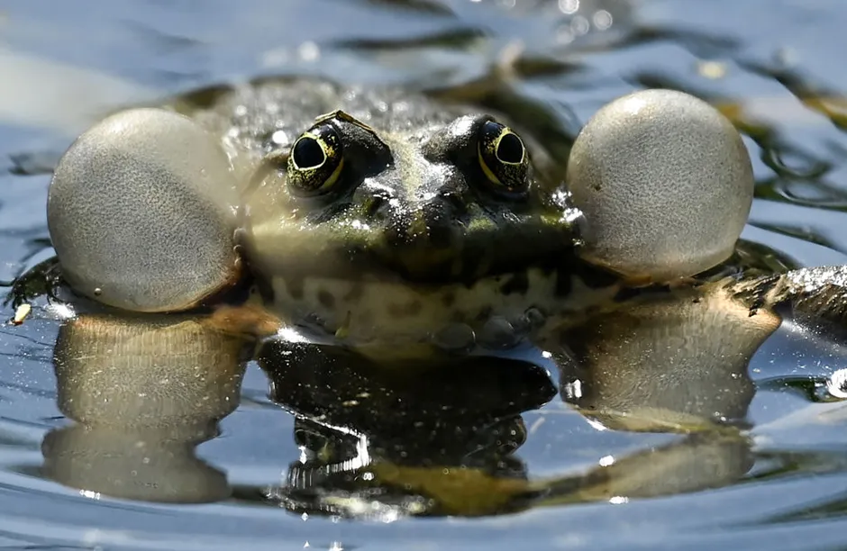 A frog blows air sacs as it swims in the water of a pond in a park in the outskirts of Moscow on May 17, 2021. (Photo by Kirill KUDRYAVTSEV / AFP) (Photo by KIRILL KUDRYAVTSEV/AFP via Getty Images)