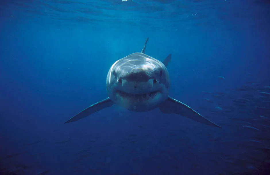 A great white shark facing the camera © Getty Images