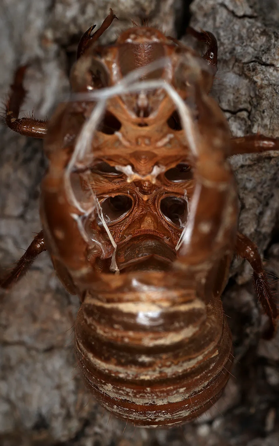 TAKOMA PARK, MD - MAY 10: The empty shell of a periodical cicada nymph clings to a tree after the adult insect molted on May 10, 2021 in Takoma Park, Maryland. Once soil temperatures reach about 64°F, billions and billions of these periodical cicadas -- members of Brood X -- will emerge in fifteen states and the District of Columbia after living underground for 17 years. The cicadas will emerge, molt, mate, lay eggs and die within a matter of weeks. (Photo by Chip Somodevilla/Getty Images)