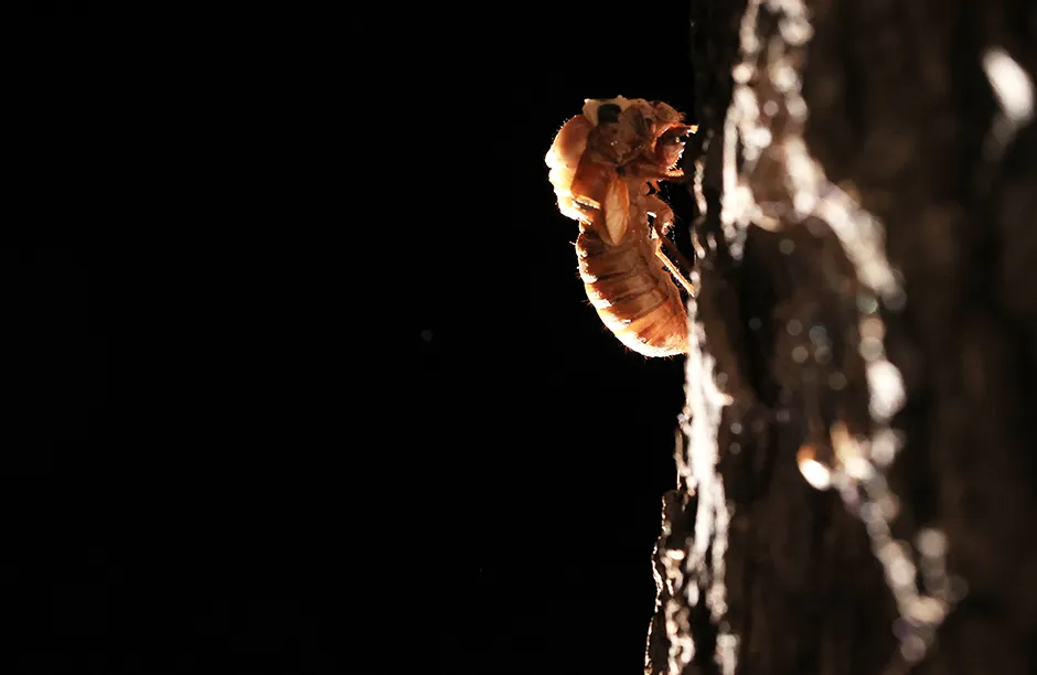 TAKOMA PARK, MD - MAY 10: A periodical cicada begins to molt from its nymph state on May 10, 2021 in Takoma Park, Maryland. Once soil temperatures reach about 64°F, billions and billions of periodical cicadas -- members of Brood X -- will emerge in fifteen states and the District of Columbia after living underground for 17 years to molt, mate and die within a matter of weeks. (Photo by Chip Somodevilla/Getty Images)
