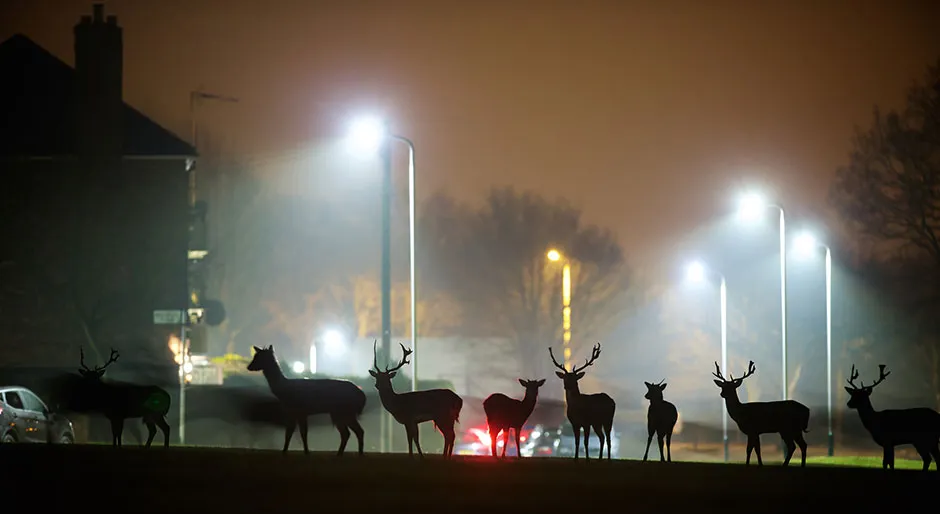 A group of deer on an urban street © Getty Images