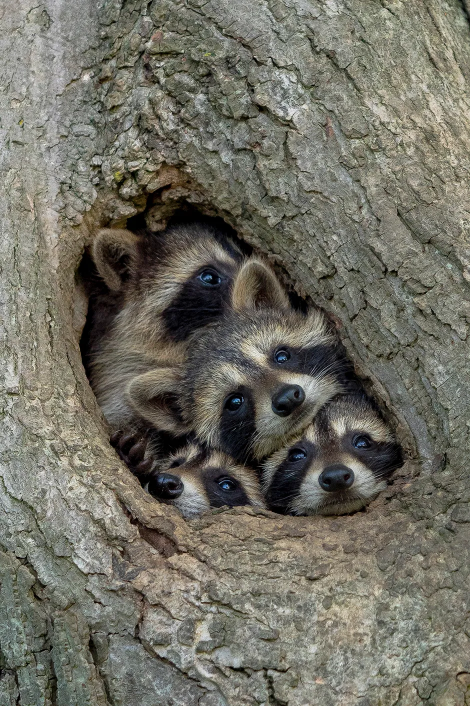 The Comedy Wildlife Photography Awards 2021 Kevin Biskaborn Barrie Canada Phone: Email: Title: Quarantine Life Description: Isolated inside with your family eager to get out and explore the world? These eastern raccoon kits are too. Just when you think there's no more room in the tree hollow, mother raccoon appears and displays just how compact the space is. The babies clambered all over their mom and each another, struggling to take a look at the exact same time. This photo was taken in Southwestern Ontario, Canada. After exploring a particular area with numerous tree hallows, I identified it as a hot spot for raccoon families. Since raccoons will move from den to den, often not spending more than one night at a time in a particular den, locating an area with numerous options is key to locating the animals. I stumbled across this family and immediately worked on leveling the camera with the hole to prevent an upward angle. When the camera and tripod were ready, the baby raccoons were extremely curious (and cooperative), sticking their heads out for a closer look! Animal: Raccoon / Procyon lotor Location of shot: Southwestern Ontario, Canada