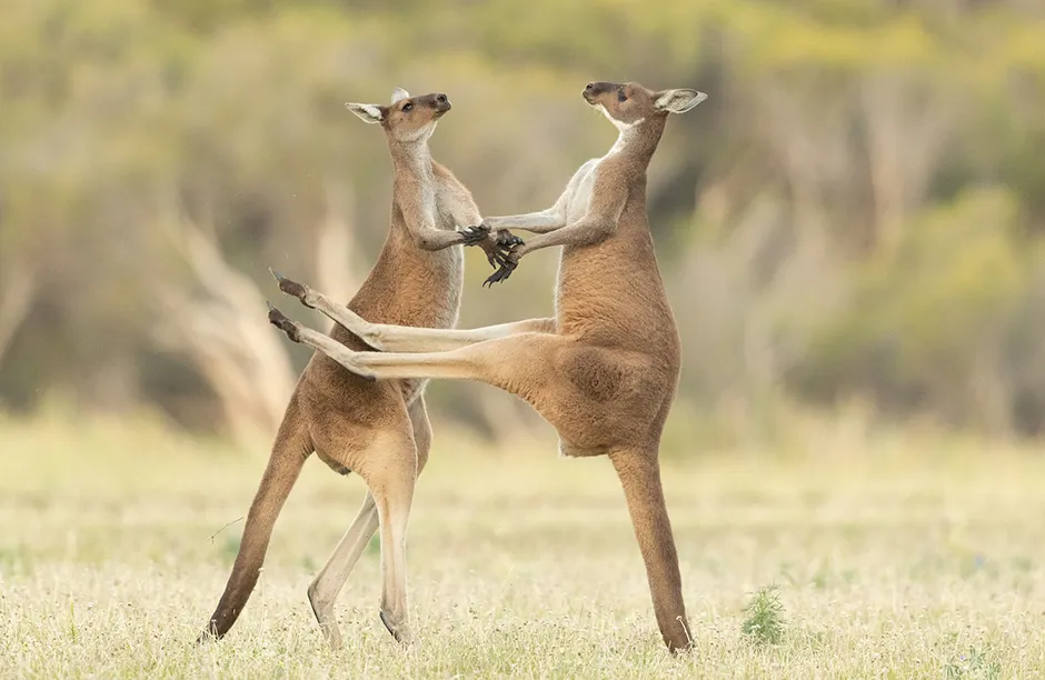 The Comedy Wildlife Photography Awards 2021 Lea Scaddan Perth Australia Phone: Email: Title: Missed Description: Two Western Grey Kangaroos were fighting and one missed kicking him in the stomach. Animal: Western Grey Kangaroo Location of shot: Perth, Western Australia
