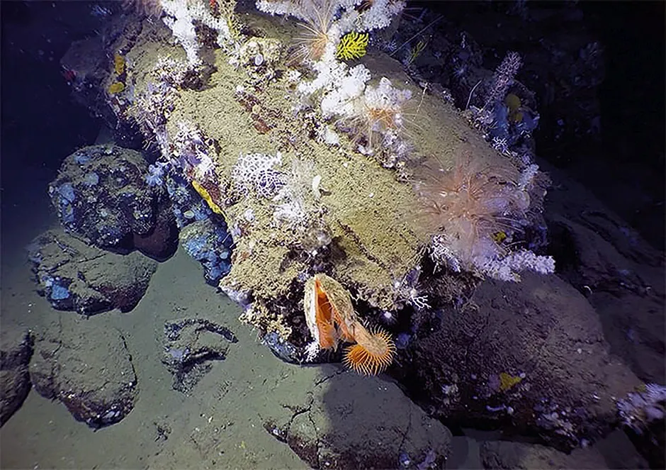 Corals and other marine life sit 700m below the surface on a seamount off the southern coast of Fernandina Island in the Galapagos © Woods Hole Oceanographic institution