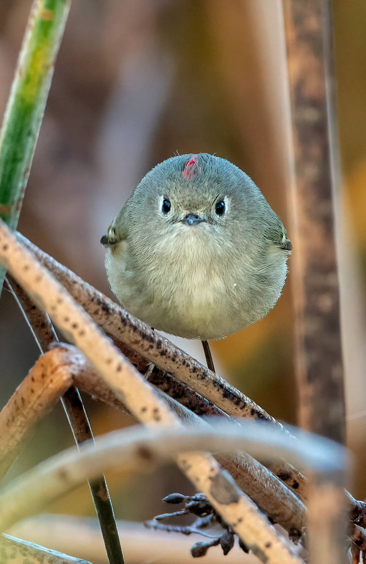 The Comedy Wildlife Photography Awards 2021 Patrick Dirlam Dewey United States Title: Did I say you could take my picture? Description: I followed this Ruby-Crowned Kinglet for about 15 minutes as it hopped from one branch to another in fast succession. I think it knew I was following it because, all of a sudden, it just stopped and stared at me for all of about 3 seconds! Animal: Ruby-crowned Kinglet Location of shot: Atascadero, California