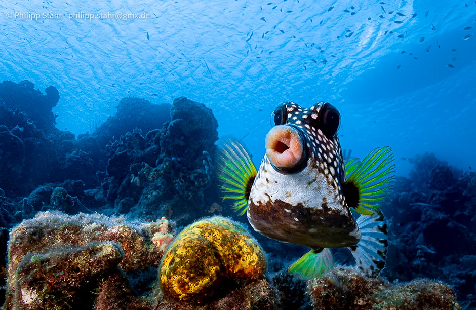 The Comedy Wildlife Photography Awards 2021 Philipp Stahr Mannheim Germany Phone: Email: Title: Sweet lips are for kissing! Description: This picture was taken at CuraÃ§ao, Dutch Caribbean. Usually box fishes are difficult to take pictures of, since they do not have a problem of a diver coming close, but if you show interest, they always turn the back and not the face to you. Thatâ€™s why I tried to swim 0.5m above the fish and showing no interest at all to him. The same time I had my camera not in front of me, but below at my chest pointing to the bottom. When the right moment had come, I turned the camera 90 degrees to the front and just point and shoot, hoping to have the fish in focus. Never expected to have its beautiful lips that close! Animal: Boxfish Location of shot: CuraÃ§ao, Dutch Caribbean