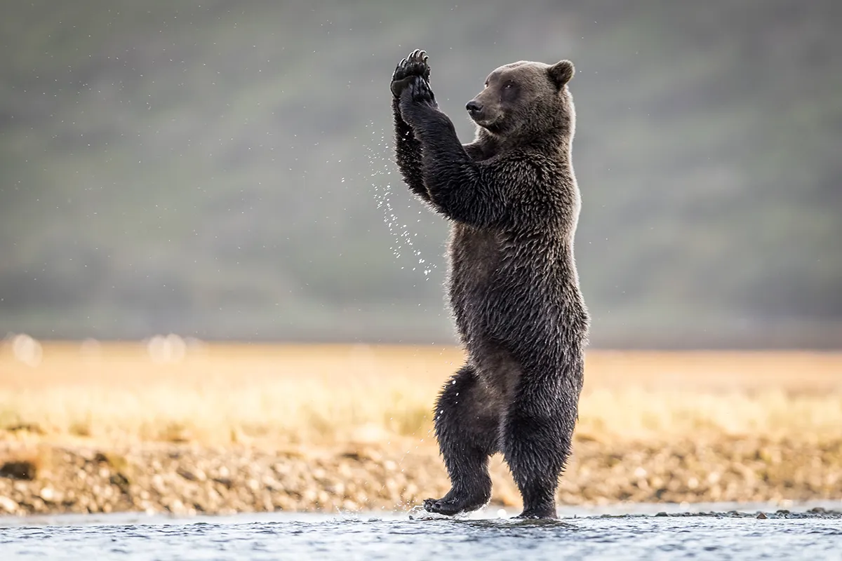 Ever seen a grizzly bear square dance? Just need a jug, some spoons and a banjo. Gets ‘em every time.