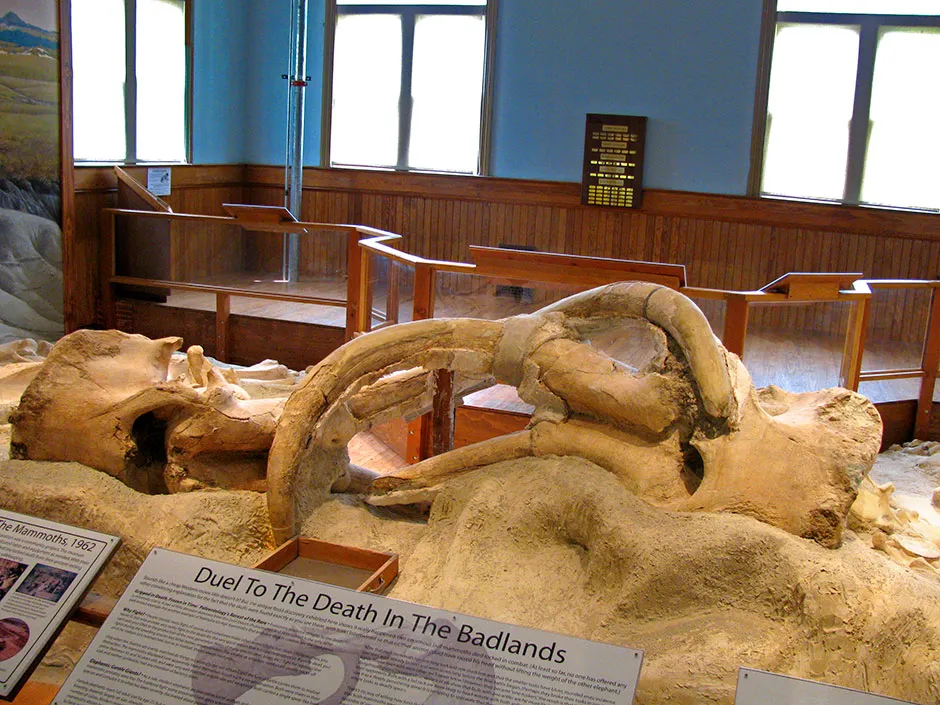 Closeup of the entangled tusks © University of Nebraska State Museum