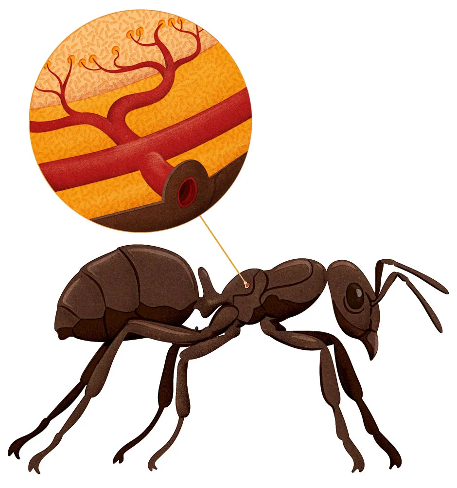 How do ants breathe? © Dan Bright