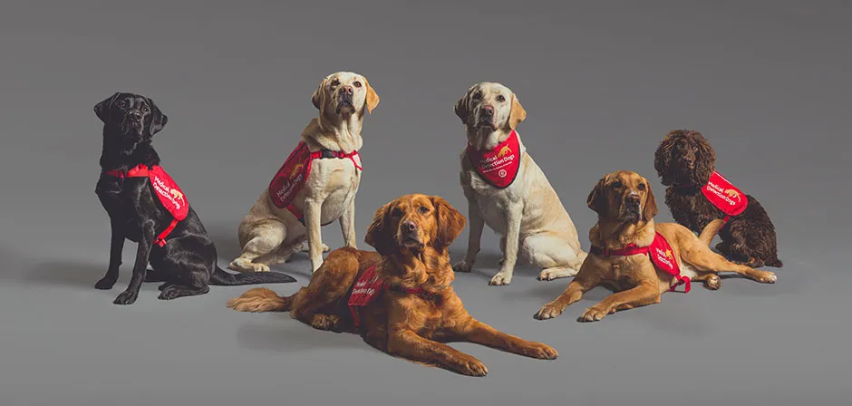 The six medical detection dogs © Neil Pollock/MDD