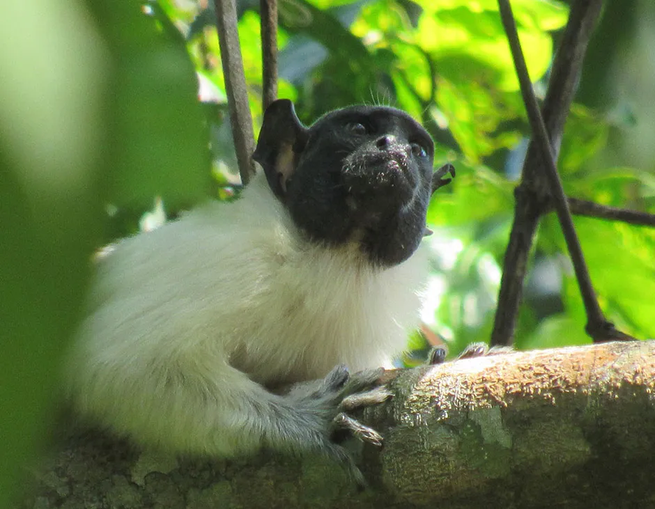 Pied tamarins are critically endangered and have one of the smallest ranges of any primate in the world, much of it around the city of Manaus in Brazil © Tainara Sobroza/PA