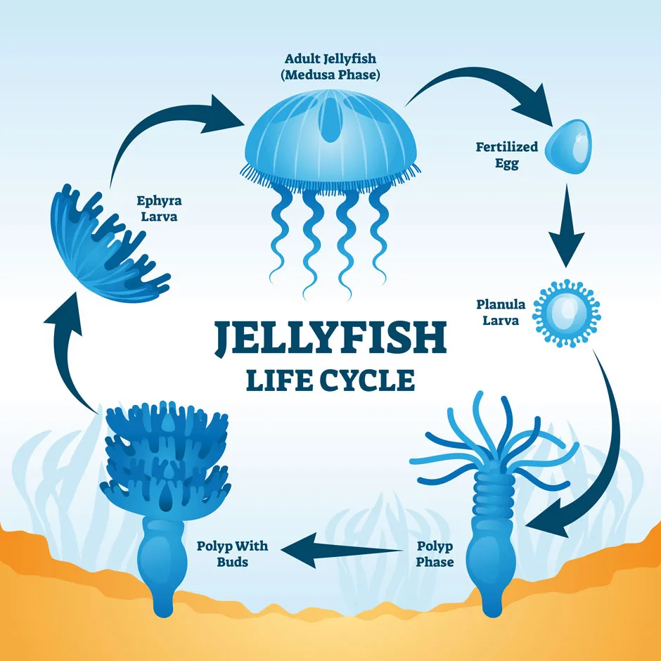 Jellyfish life cycle © Getty