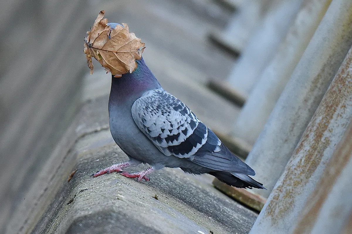 The Comedy Wildlife Photography Awards 2021 john speirs oban United Kingdom Title: i guess summers over Description: i was taking pics of pigeons in flight when this leaf landed on birds face Animal: pigeon Location of shot: oban argyll
