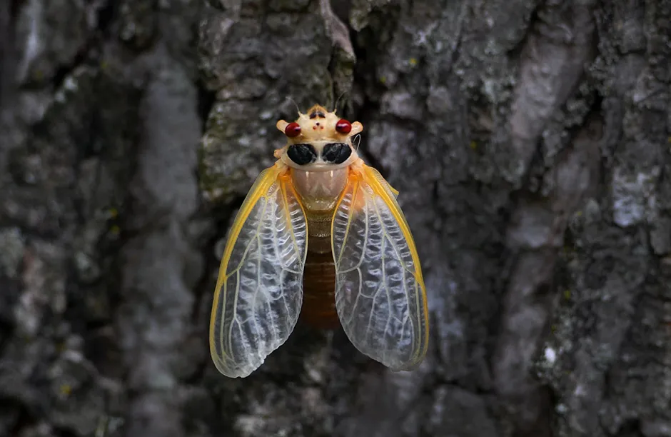 Mandatory Credit: Photo by Carol Guzy/ZUMA Wire/Shutterstock (11897682c) Brood X 17-year Cicadas emerge in Fairfax VA on May 10, 2021. Cicada, Fairfax, VA, USA - 10 May 2021
