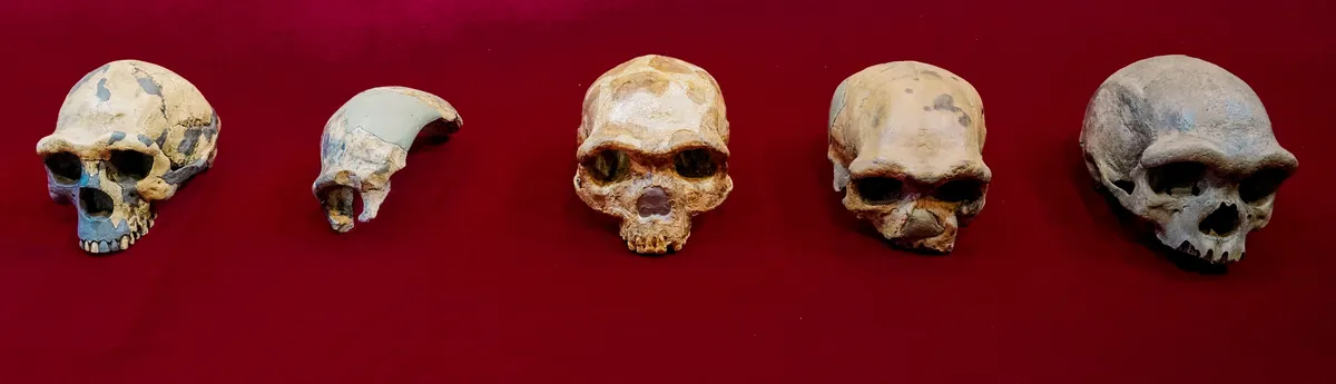This image shows the skulls of Peking Man, Maba, Jinniushan, Dali and Harbin crania © Kai Geng
