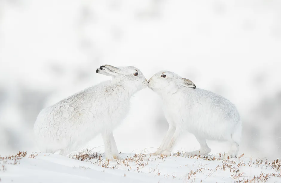 CONNECTION BRONZE AWARD WINNER ñ Andy Parkinson. United Kingdom. Prize: £100. Image Title: Nose to Nose Subject: Mountain Hare Lepus timidus In 20 years of having photographed mountain hares Iíd never seen this behaviour before, nor an image of it. Such is the beauty of nature that these unique experiences can occur. Equipment and Settings: Canon EOS 1DX mark II with Canon EF200-400mm f/4L IS USM lens. Focal length 394mm; 1/1,000 second; f/7.1; ISO 400.