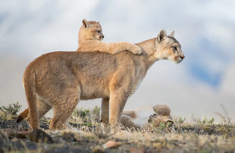 CONNECTION GOLD AWARD WINNER ñ Amit Eshel. Israel. Prize: £500. Image Title: Lessons for Life Subject: Patagonia Puma Puma concolor This beautiful female Puma is looking for prey from a high vantage point while her playful cubs are learning through imitation. I spent a week tracking this Puma family, comprising a mother and four cubs, in Patagonia, Chile. These incredible wild cats where completely calm in my presence, and accepted me into their world and allowed me to capture some special moments. The Puma of Patagonia, once almost hunted to extinction, has made a phenomenal comeback in the last few decades thanks to safeguarding measures. This is an example of conservation and coexistence with a wild cat that is persecuted and misunderstood in other parts of the Americas. Equipment and Settings: Canon EOS 1DX mark II with Canon EF200-400mm f/4L IS USM lens. Focal length 381mm; 1/1,250 second; f/4; ISO 640. Website address: www.amiteshel.com Instagram: @siberianart