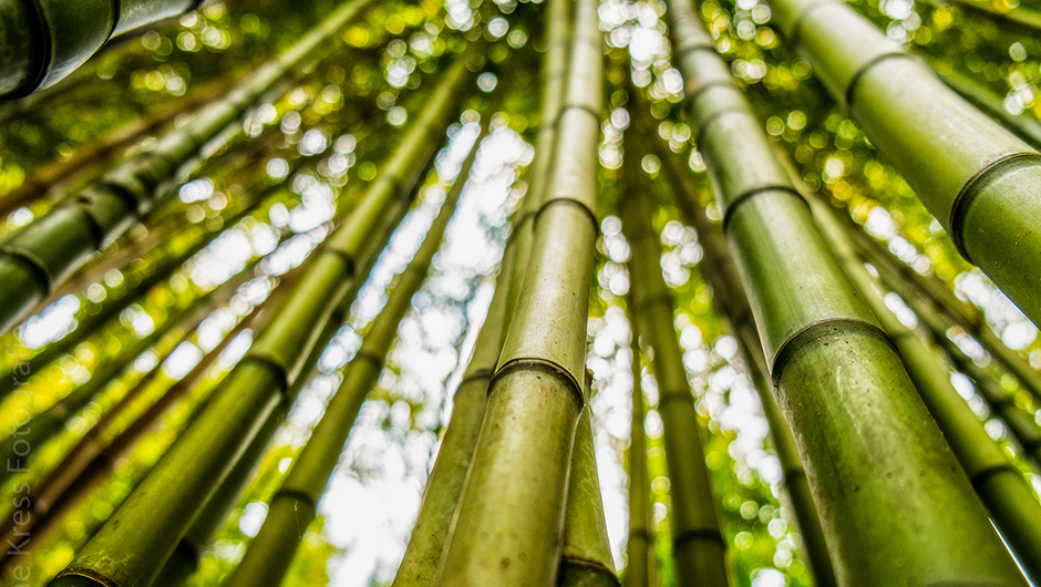 Why does bamboo grow so fast? - BBC Science Focus Magazine