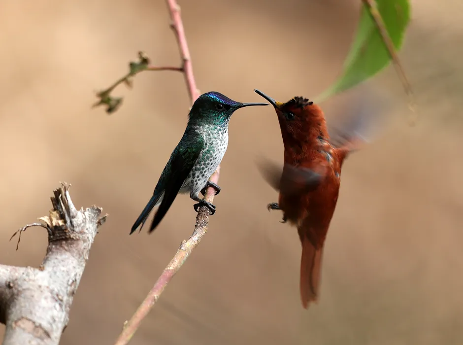 A female Juan Fernández firecrown perches on a branch while a male attempts to impress her © Jon Dunn