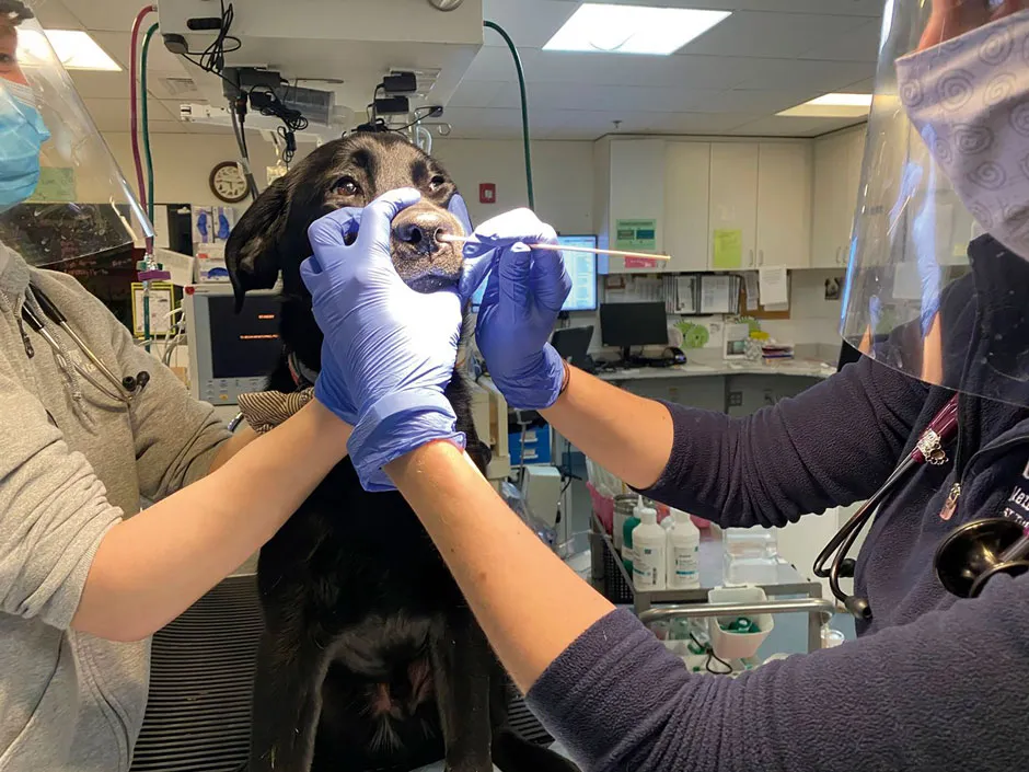 This very good boy is having his nose swabbed as part of a study to see whether pets can pick up SARS-CoV-2 from their owners © Tufts University