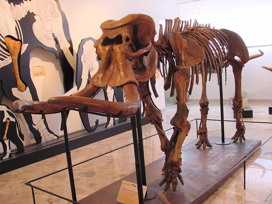 Dwarf elephant Palaeoloxodon mnaidriensis © Archives of the Gemmellaro Geological Museum/PA
