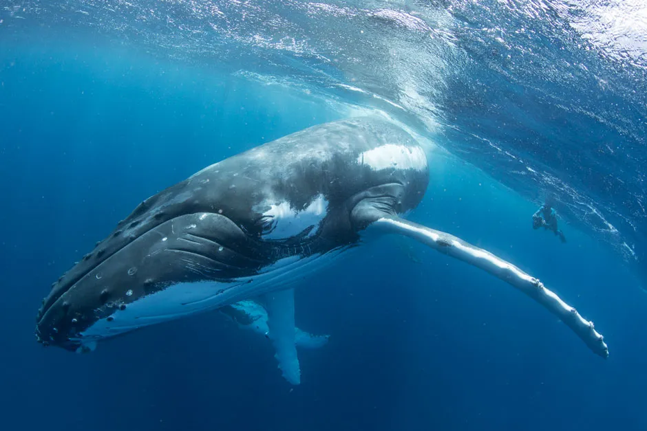 humpback whale © Getty
