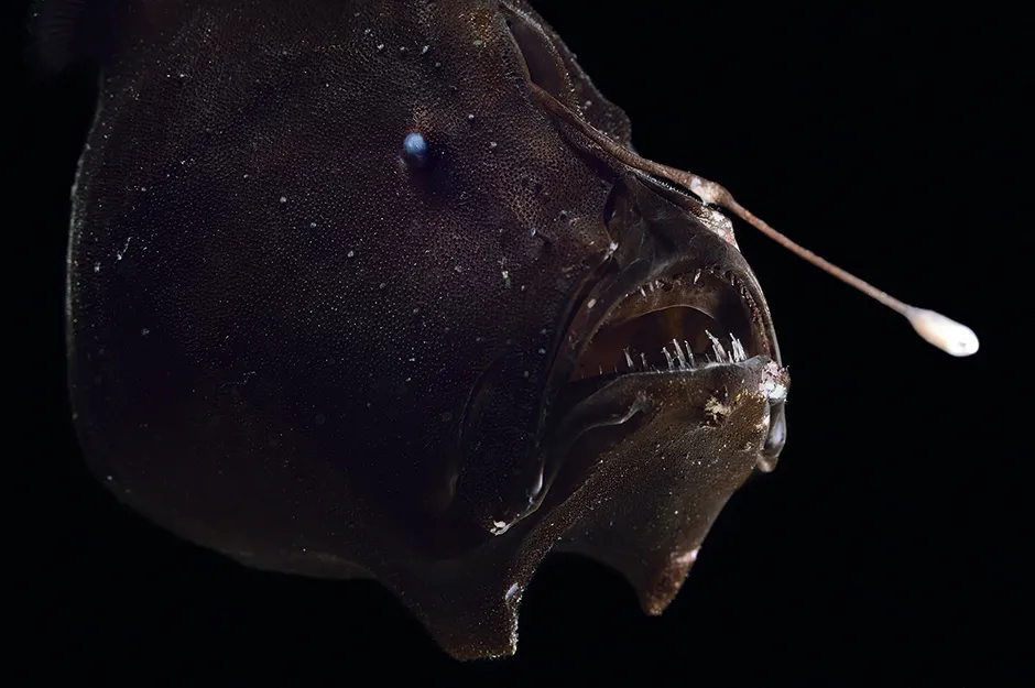 Anglerfish © Solvin Zankl/naturepl.com