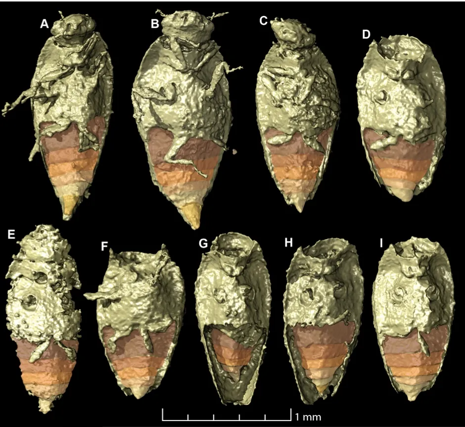 Several specimens of the tiny beetle Triamyxa coprolithica is the first-ever insect to be described from fossil faeces.