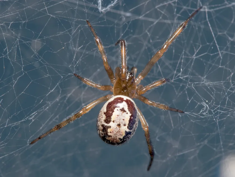 False widows first came to the UK from the canary Islands in the late 1800s © Shutterstock