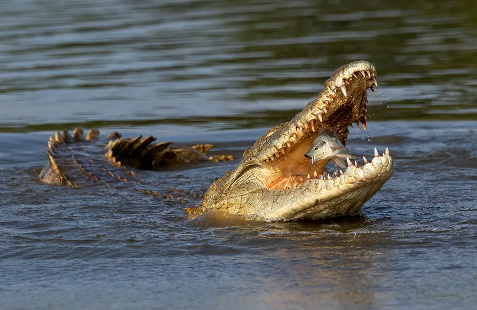 Taken in South Africa, a fish is caught in the moment it is snapped up by a crocodile. The look of surprise really made this shot stand out to me. Photo by Johan Wandrag/NatureTTL