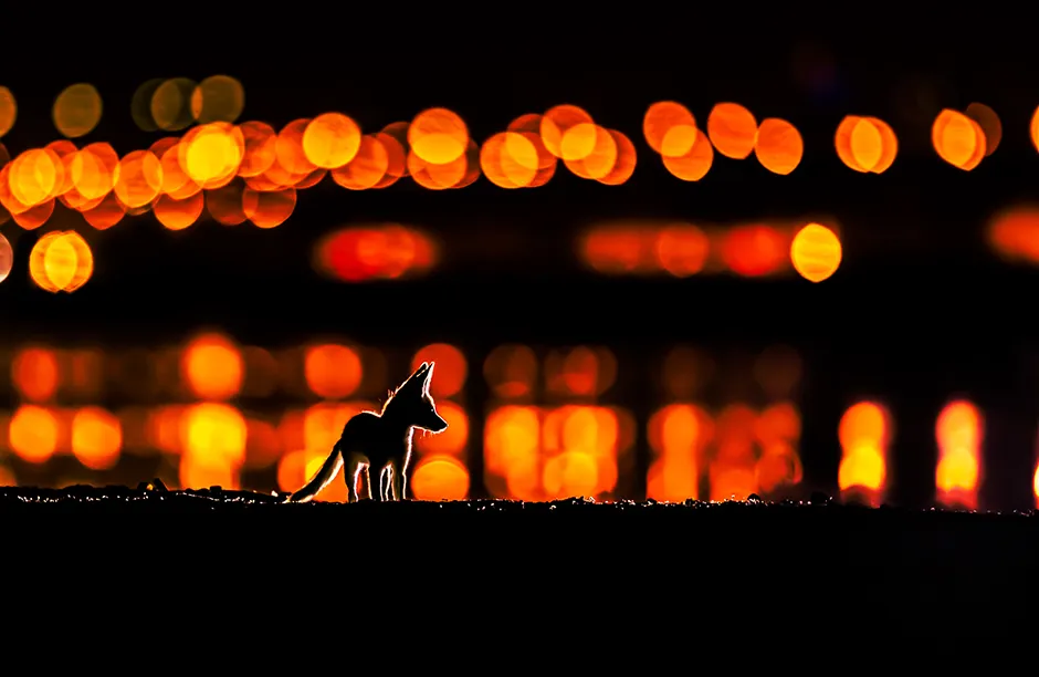 Framed by the glow of street lights along Kuwait city. An Arabian red fox kitten exploring the night just outside its den. Arabian Red Foxes usually breed in the desert far away from human, this is a really rare case that i monitored for almost three months. I found two dens near the city of Kuwait, each den have a family of 5 kittens with their parents One den was really near the houses next to the shore of Kuwait which amazed me when i first saw them! The other den was still next to houses but in an old palm reserve! Finding breeding foxes near the city is really something unusual! Land degradation, habitat loss , human impact and overhunting in the desert plus hunting! is what made these two families decide to risk it all and breed near the city. This was taken in Kuwait city, an area near to the shore called Doha, the colorful lights are street and car light “ this is why some lights are higher than others ” and all those light were reflecting on the sea water. The rim light/backlight is two small continuous light “hand flash lights” The mother catch something every night and dig a small hall and hide the food, some time its a fish “maybe dead fish from the shore next to them” sometime she come with a bird! sometime with left over food from people! so once she dig and hide the food, i put those flash lights and wait for her and the cubs to come and dig the food back! and this is how i got this shot There was 5 kits with their mom I did go to the foxes den for about three months for maybe 4 days a week or so and stayed there for 3 to 5 hours just after sunset. at first i was a bit far away, lets say 20 meters from where they usually play. i didn’t approach the den for two reasons, first the den was at sea level and there is no empty good place for me to photograph them. Secondly. with high tide the space gets really narrow to even stand there. i hope i can explain this right, the den is down next to the shore, but the ground level is 2 meters. Photo by Mohammad Murad/NatureTTL