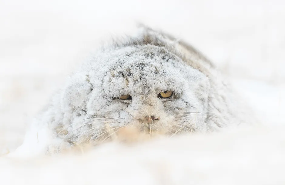 The elusive Pallas’s cat. A 5 days searching in the Mongolian steppe ended with a single sighting but it was a very special one! On our last day of searching the elusive cat was found out in the open hunting in early morning when a blizzard came from nowhere and covered it with a white blanket that made it almost invisible. Photo by Amit Eshel/NatureTTL