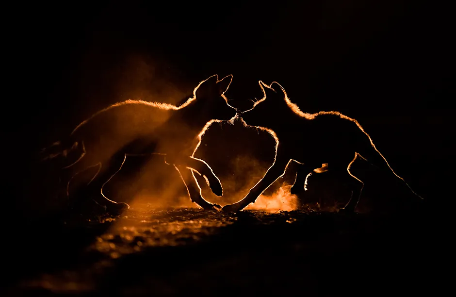 Dust Bath Bence Máté Animal Behaviour Highly Commended Wild dog pups play in the dust seen rising from the bone dry soil. I tracked them for 5 weeks, and photographed them in some fascinating situations in South Africa.