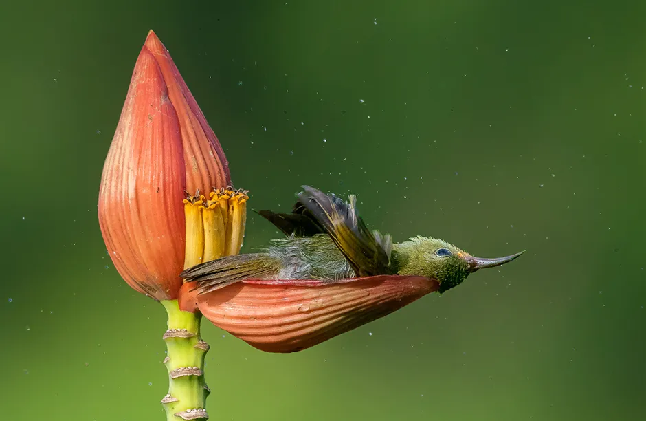 A Crimson Sunbird female is seen refreshing herself with the water which is stored in the petal of an ornamental banana flower. This is showing a very rare behaviour, and is as if nature creates a floral bath tub for her. Photo by Mousam Ray/Nature TTL
