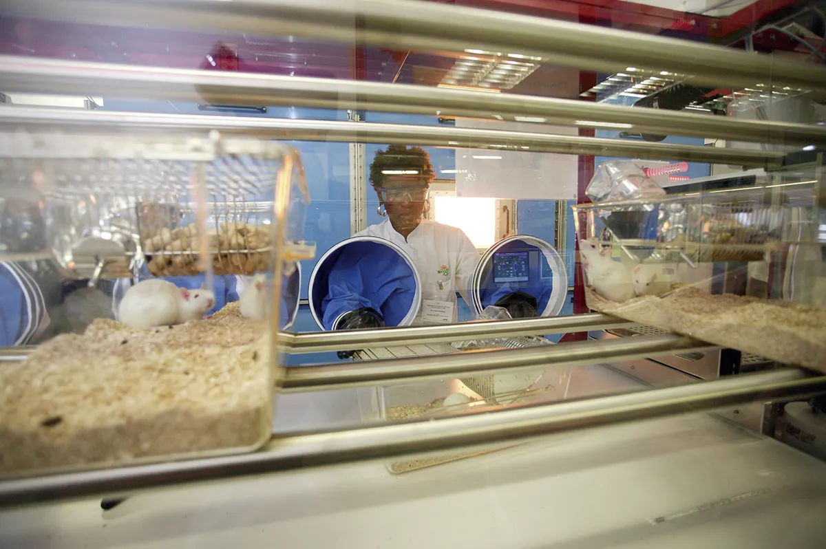 A scientist works with mice in a sealed environment © University Autonoma Barcelona/ESA