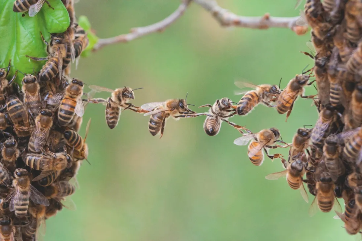 In the early stages of building honeycomb, ‘festooning’ bees link their legs together to form a chain. No one is sure why they do this, but experts suggest it could help the comb to form © Alamy