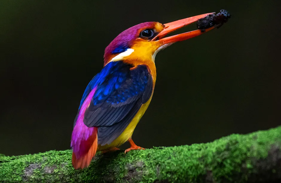 MUMBAI, INDIA - JULY 7: Oriental Dwarf Kingfisher perched on a tree branch with a kill in its mouth to feed the new-born babies near Panvel on July 7, 2021 in Mumbai, India. ODKF are the most colorful birds found in India and they are endemic to the Western ghats. Earlier, one had to travel to the Konkan region to see these beauties, but now they fly beyond Konkan region come very close to Mumbai. They migrate from Sri Lanka during their breeding period in the month of June, during which they visit Konkan region of Southwest India. Also now one can spot them during breeding period near Mumbai. June to September is their breeding period. There is a need for conservation of these birds as their population is decreasing day-by-day. (Photo by Pratik Chorge/Hindustan Times via Getty Images)