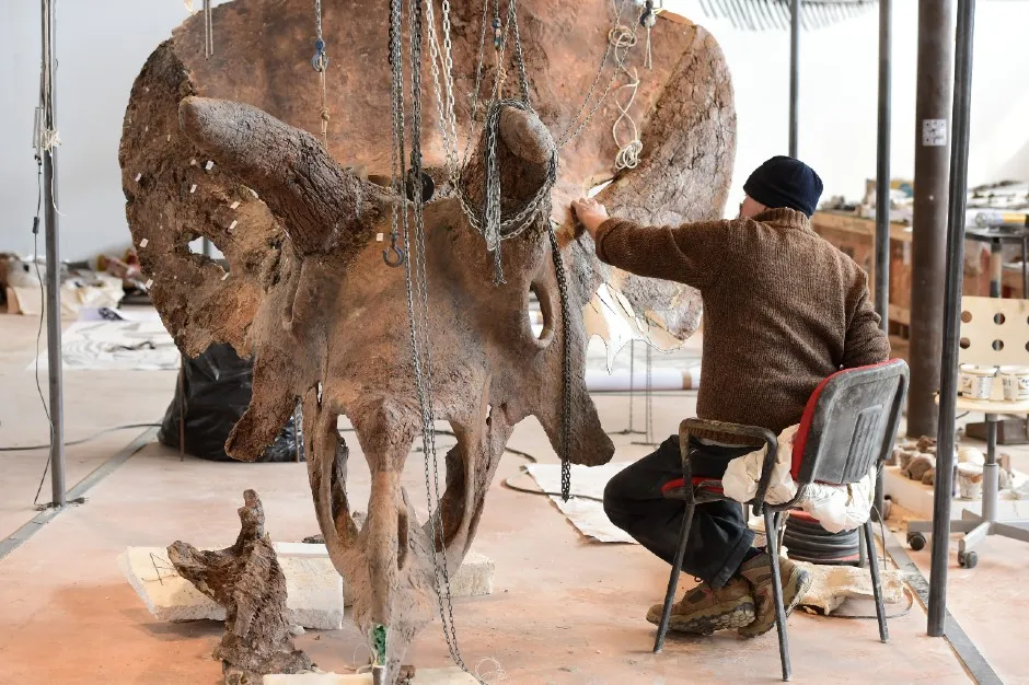 The fossil of a Triceratops skull being cared for by a curator