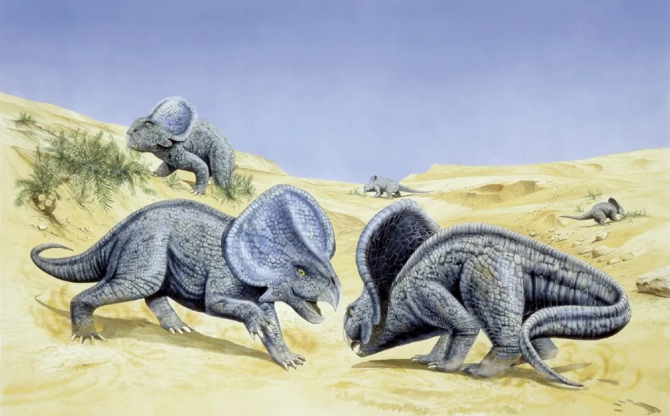 Artist's impression of protoceratops