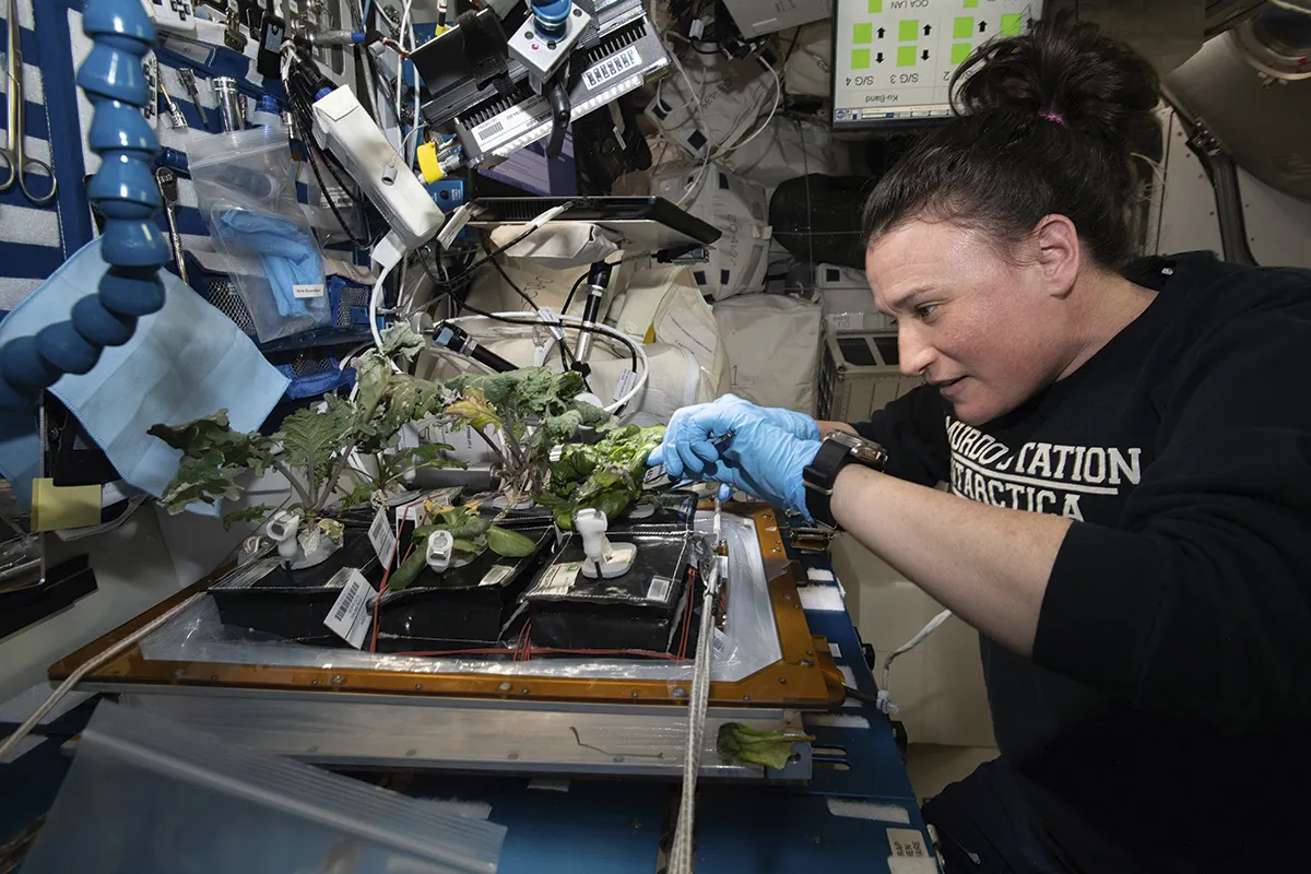Astronauts on the ISS already grow fresh salad leaves to supplement their diet. Here, Serena Auñón-Chancellor harvests kale and lettuce for Thanksgiving © ESA/Alexander Gerst
