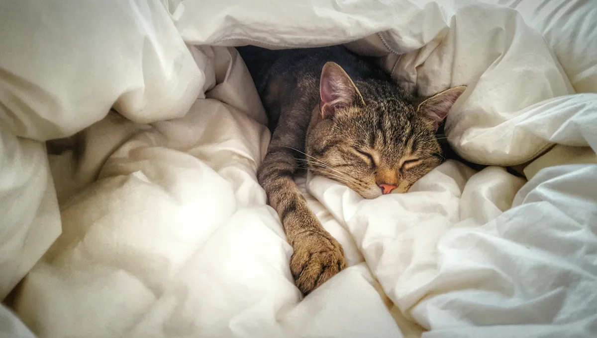 Cat in bed