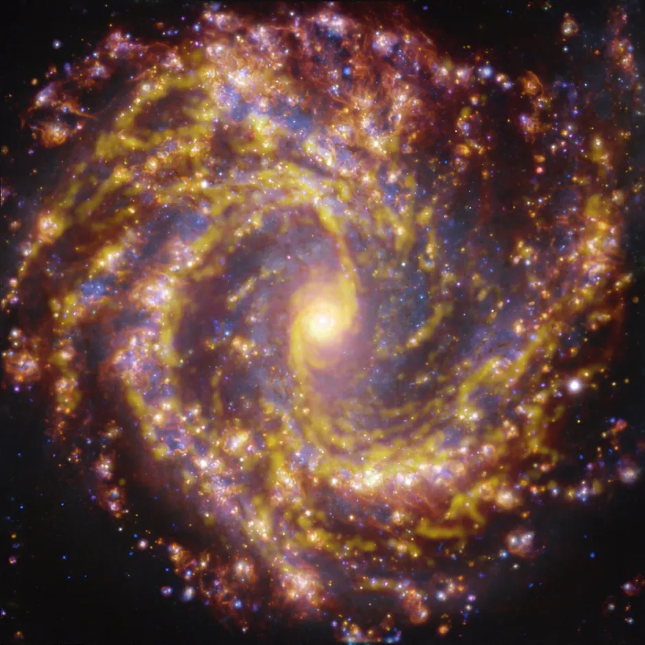 This image of the nearby galaxy NGC 4303 was obtained by combining observations taken with the Multi-Unit Spectroscopic Explorer (MUSE) on ESO’s Very Large Telescope (VLT) and with the Atacama Large Millimeter/submillimeter Array (ALMA), in which ESO is a partner. NGC 4303 is a spiral galaxy, with a bar of stars and gas at its centre, located approximately 55 million light-years from Earth in the constellation Virgo. The image is a combination of observations conducted at different wavelengths of light to map stellar populations and gas. ALMA’s observations are represented in brownish-orange tones and highlight the clouds of cold molecular gas that provide the raw material from which stars form. The MUSE data show up mainly in gold and blue. The bright golden glows map warm clouds of mainly ionised hydrogen, oxygen and sulphur gas, marking the presence of newly born stars, while the bluish regions reveal the distribution of slightly older stars. The image was taken as part of the Physics at High Angular resolution in Nearby GalaxieS (PHANGS) project, which is making high-resolution observations of nearby galaxies with telescopes operating across the electromagnetic spectrum.