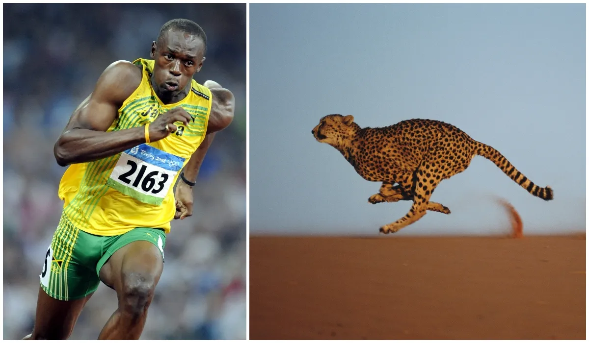 Usain Bolt and a cheetah © Getty, Shutterstock