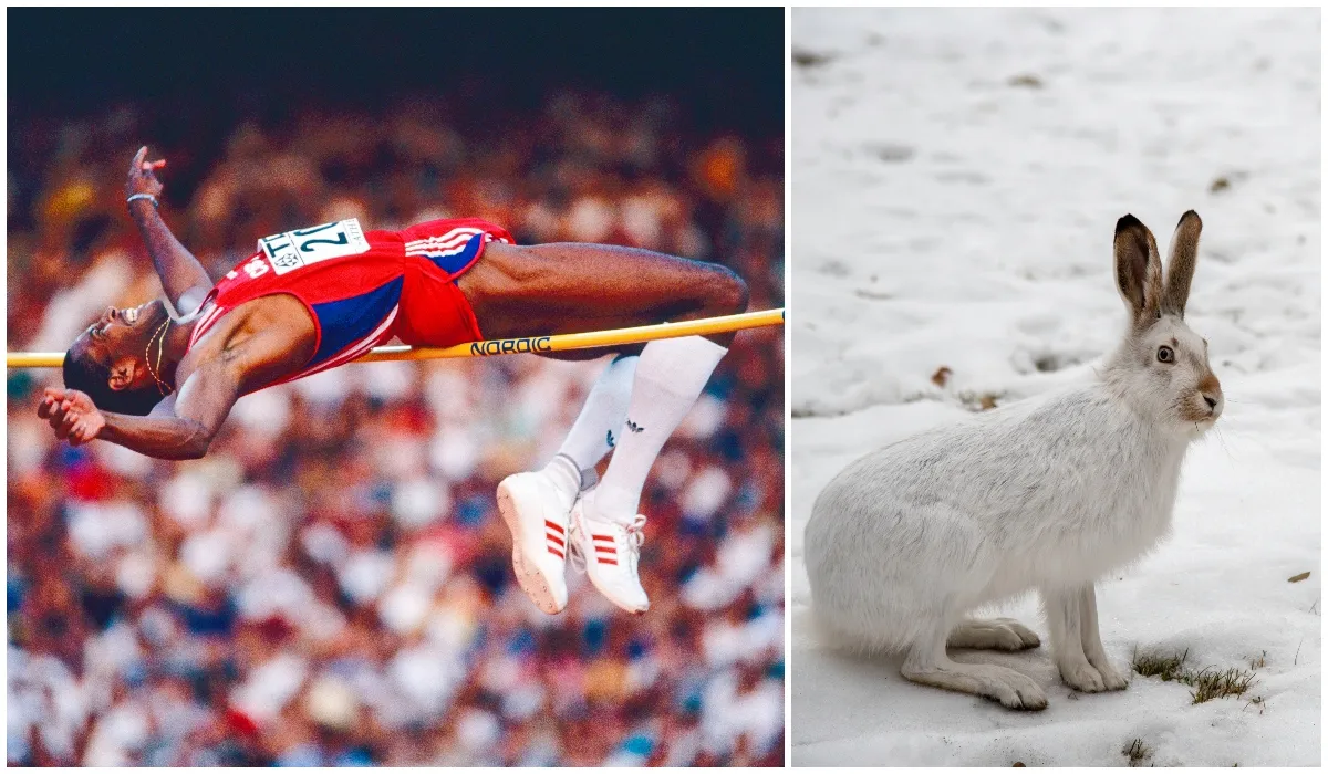 Top 10 animal Olympians © Getty