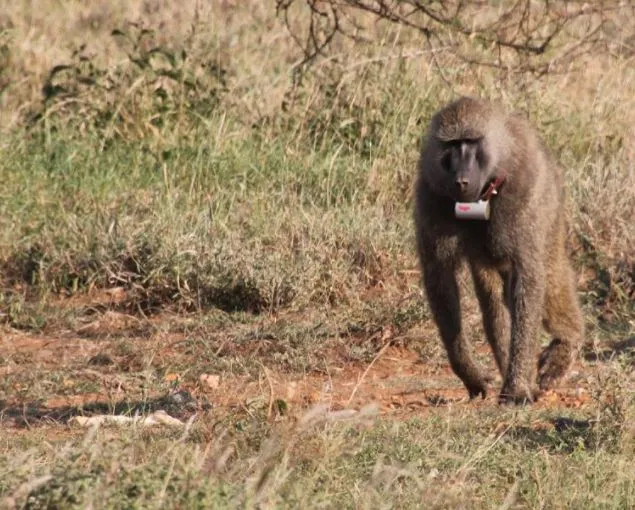 Wild olive baboons at the Mpala Research Centre in Laikipia, Kenya, were fitted with GPS collars © Roi Harel, J. Carter Loftus and Margaret C. Crofoot/Max Planck Institute of Animal Behavior
